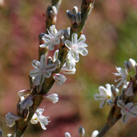 Wright Buckwheat or Shrubby Buckwheat, Eriogonum wrightii